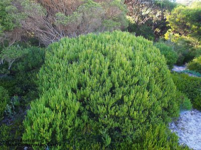 Acacia triquetra plant habit Vivonne Bay